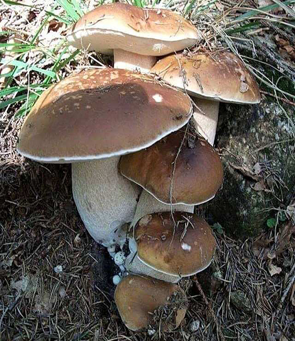 Funghi